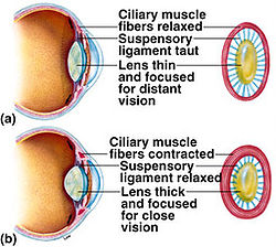 Ciliary Body