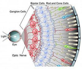 Ciliary Body